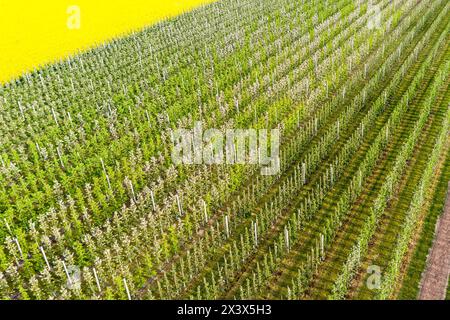 Sandomierz, Polonia, 29 aprile 2024. Una piantagione di meli con molti dei suoi fiori primaverili secchi e morti si trova vicino a Sandomierz, un centro di piantagione di mele nella Polonia centrale. Questa primavera gli alberi da frutto e le piante di colza hanno iniziato a fiorire a marzo, con circa un mese di anticipo a causa dell'inverno insolitamente caldo e del gelo di aprile e delle temperature gelide hanno causato il congelamento e la morte dei fiori di frutta sviluppati. Molte piantagioni in Polonia furono distrutte. Crediti: Dominika Zarzycka/Alamy Live News Foto Stock