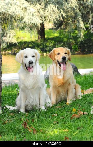 Potrait di una coppia di giovani cani Golden Retriever all'aperto. Foto Stock