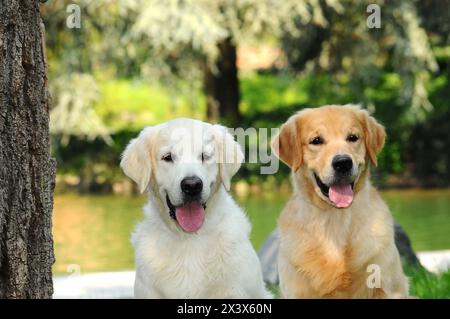 Potrait di una coppia di giovani cani Golden Retriever all'aperto. Foto Stock