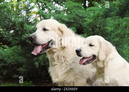 Potrait di una coppia di giovani cani Golden Retriever all'aperto. Foto Stock