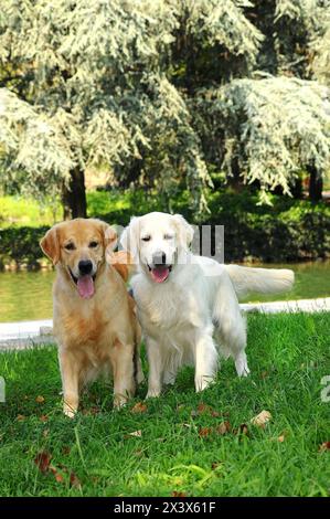 Potrait di una coppia di giovani cani Golden Retriever all'aperto. Foto Stock