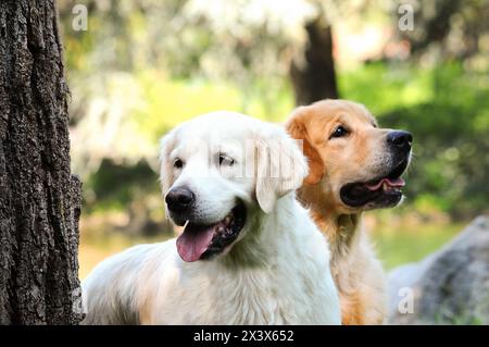 Potrait di una coppia di giovani cani Golden Retriever all'aperto. Foto Stock