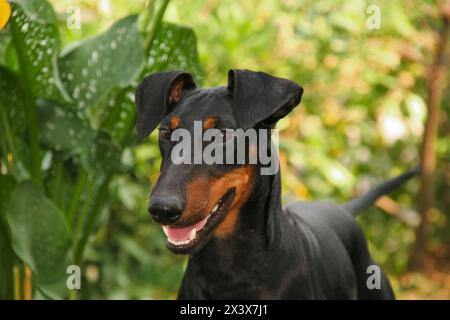 Ritratto di un cane Manchester Terrier (Canis lupus familiaris). Foto Stock