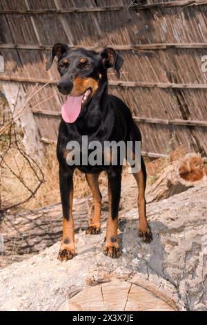 Ritratto di un cane Manchester Terrier (Canis lupus familiaris). Foto Stock