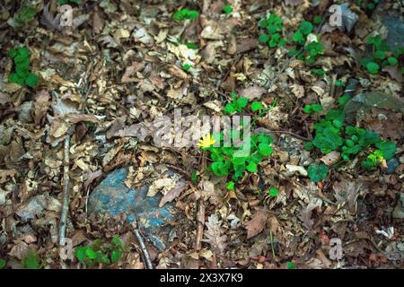 Gli alberi della foresta adornati da lussureggianti crepe creano un ipnotico arazzo di verde, che esalta la bellezza naturale del bosco. Foto Stock