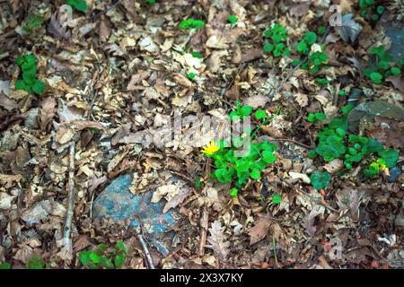 Gli alberi della foresta adornati da lussureggianti crepe creano un ipnotico arazzo di verde, che esalta la bellezza naturale del bosco. Foto Stock