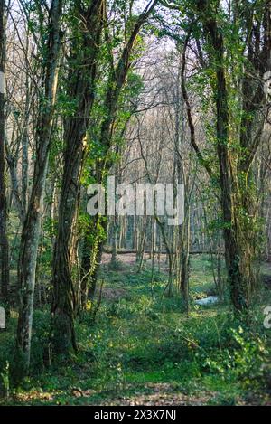 Gli alberi della foresta adornati da lussureggianti crepe creano un ipnotico arazzo di verde, che esalta la bellezza naturale del bosco. Foto Stock