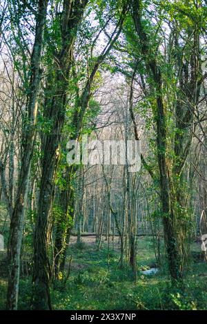 Gli alberi della foresta adornati da lussureggianti crepe creano un ipnotico arazzo di verde, che esalta la bellezza naturale del bosco. Foto Stock