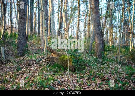 Una tranquilla distesa di alberi crea un tranquillo scenario boschivo, invitante esplorazione e relax nell'abbraccio della natura. Foto Stock