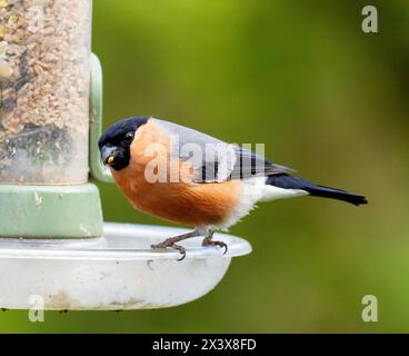 Un Bullfinch Pyrrrhula pyrrrhula maschio su un mangiatoia a Leighton Moss, Lancashire, Regno Unito. Foto Stock