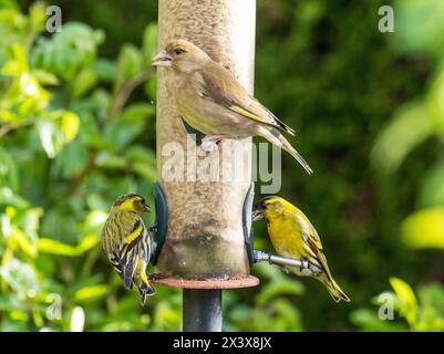 Siskin, Spinus spinus and Greenfinch, Chloris chloris on a bird feeder in an Ambleside Garden, Lake District, Regno Unito. Foto Stock