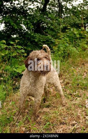 Ritratto di Lagotto Romagnolo cane tartufo in esterni. Foto Stock