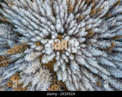 Vista aerea della splendida foresta in autunno, con cime morte e verdi. Repubblica Ceca. Attaccate la foresta sotto il coleottero della corteccia. Foto Stock