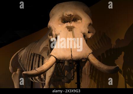 USA, Floride, Orlando. SCHELETRI: Museo di Osteologia. Elefante Foto Stock