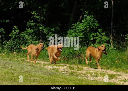Ritratto dei cani Segugio Italiano. Il cane Hound italiano ha la testa e le orecchie lunghe ed è usato come caccia. Foto Stock