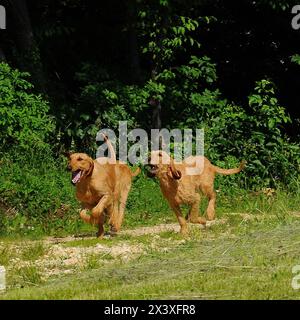 Ritratto dei cani Segugio Italiano. Il cane Hound italiano ha la testa e le orecchie lunghe ed è usato come caccia. Foto Stock