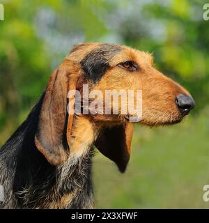 Portrat di Segugio Italiano cane. L'Italiano hound dog ha una testa lunga e orecchie e viene utilizzato come una caccia. Foto Stock