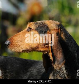Portrat di Segugio Italiano cane. L'Italiano hound dog ha una testa lunga e orecchie e viene utilizzato come una caccia. Foto Stock