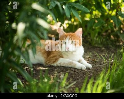 gatto rosso rilassati con i capelli rossi corti e la pelliccia giace a terra in erba verde mentre prendi il sole nel giardino del parco mentre guardi da un lato e attendi il topo Foto Stock