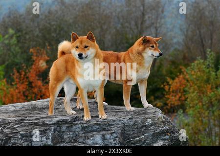 Due cani allevano Shiba rosso. È una razza di cani di origine giapponese. Foto Stock