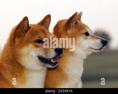 Due cani allevano Shiba rosso. È una razza di cani di origine giapponese. Foto Stock