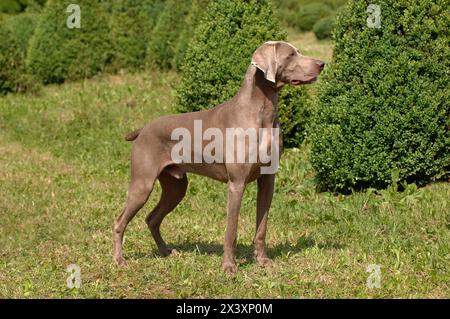 Ritratto di Weimaraner cane. Si tratta di una caccia di razza del cane Foto Stock