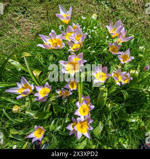 Francia, Gironda, tulipani botanici che fioriscono in primavera in un giardino Foto Stock