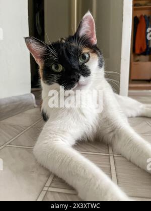 Un affascinante gatto calico guarda curiosamente la macchina fotografica, mostrando la sua pelliccia dal motivo unico e il suo dolce comportamento, aggiungendo calore a qualsiasi stanza. Foto Stock