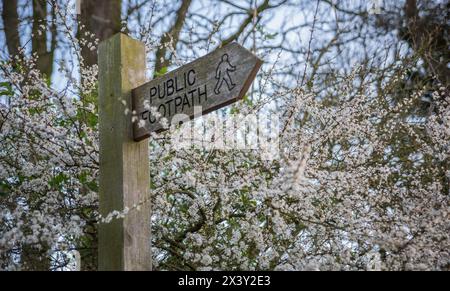 Cartello in legno intagliato per il sentiero pubblico circondato dalla fioritura di una spina nella campagna dell'East Yorkshire, Regno Unito Foto Stock