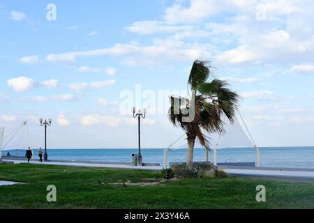 Palme, sabbia in una giornata di sole nella città del Kuwait. Edifici alti possono essere visti sullo sfondo Foto Stock