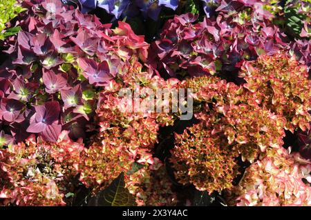 Copenaghen/Danimarca/29 aprile 2024 /Hortensia fllowers Planbts im danish capital Copenhagen.(foto: Francis Joseph Dean/Dean Pictures) Foto Stock