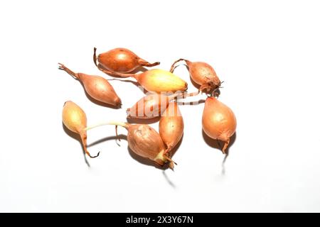 Semi di cipolla asciutti, pronti per essere piantati in giardino, su sfondo bianco. Primo piano. Foto Stock