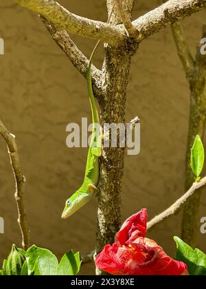 Una lucertola anulare verde si aggancia a un ramo di ibisco capovolto, con la testa sollevata, con una vivace fioritura di ibisco rosso che si dispiega in primo piano. Foto Stock