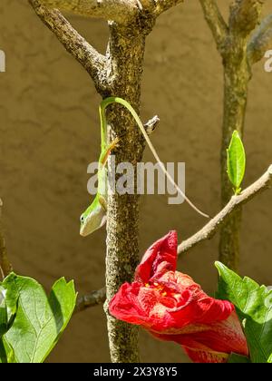 Lucertola anulare verde che mostra la progressione di rugiada n. 1, fase iniziale. lizard si trova su un ramo di ibisco capovolto, con una fioritura rossa in primo piano. Foto Stock