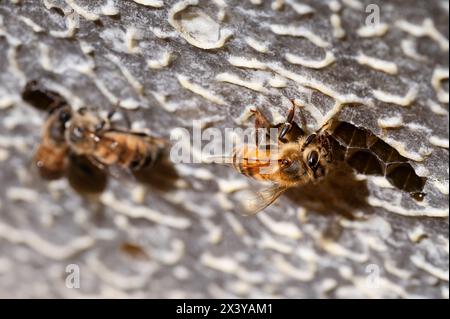 Ape miele che mangia miele nell'alveare Foto Stock