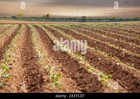 Campi di coltivazione dei fagioli, ricerca e indagine agricola, campi agricoli, alta Ribera, Arga-Aragona Ribera, Navarra, Spagna Foto Stock
