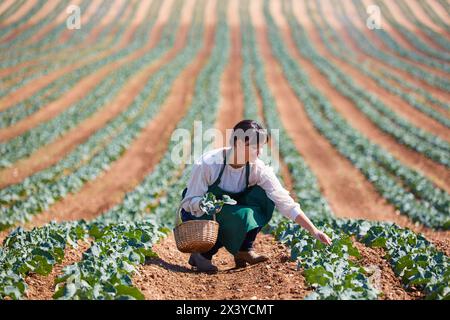 Farmer, Broccoli, Agricultural Field, Funes, Navarra, Spagna, Europa Foto Stock