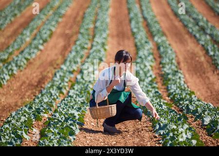 Farmer, Broccoli, Agricultural Field, Funes, Navarra, Spagna, Europa Foto Stock