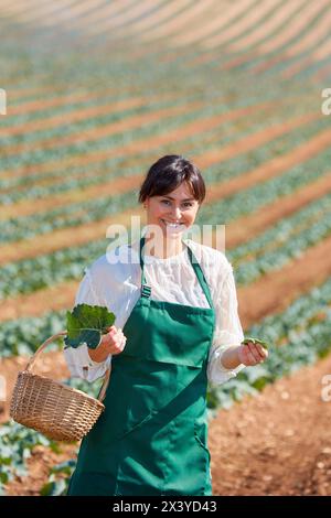 Farmer, Broccoli, Agricultural Field, Funes, Navarra, Spagna, Europa Foto Stock