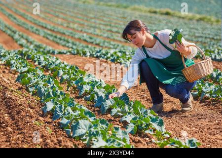Farmer, Broccoli, Agricultural Field, Funes, Navarra, Spagna, Europa Foto Stock