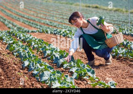Farmer, Broccoli, Agricultural Field, Funes, Navarra, Spagna, Europa Foto Stock