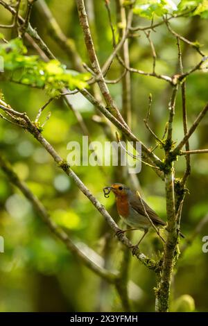 Robin europeo con un verme nel becco arroccato su un giovane alberello di quercia. Foto Stock