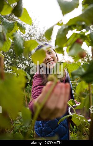 Una donna adulta sorride mentre si allontana per raccogliere un lampone a Homer, Alaska. Foto Stock