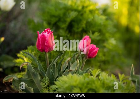 I tulipani magenta si distinguono in una lussureggiante e vibrante vegetazione primaverile. Foto Stock