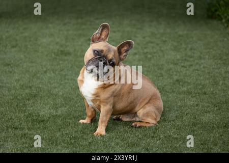 Curioso Bulldog francese lilla su un prato verde. Foto Stock