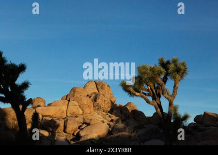 Joshua alberi e rocce sotto un cielo limpido e blu all'alba Foto Stock