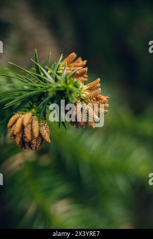 Primo piano di pinne che cominciano a crescere su Pine Tree Foto Stock