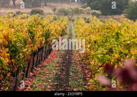Filari di viti con foglie gialle in autunno Foto Stock