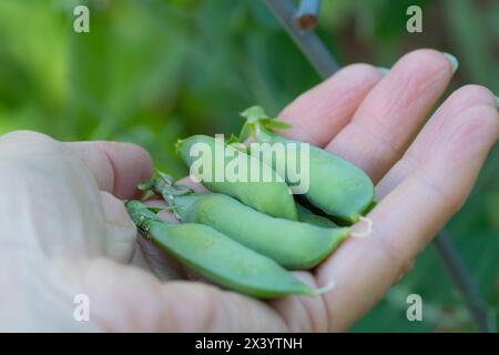 Una mano piena di vivaci cialde di piselli verdi, Pisum sativum, raccolte in un giardino di casa. Foto Stock