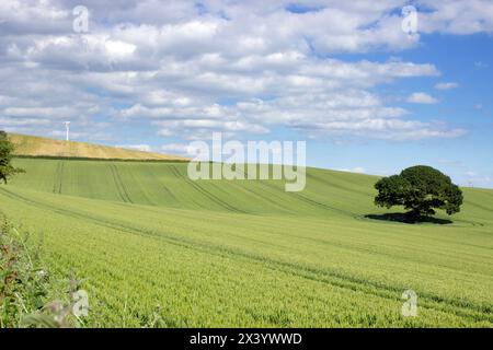 Turbina eolica su una collina verde con quercia sullo sfondo minaccioso del cielo nuvoloso, Bassaleg, Newport, Galles, Regno Unito Foto Stock